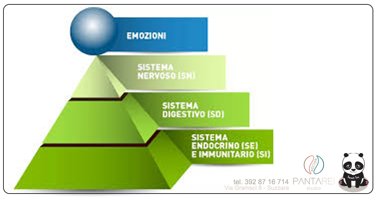 sistemaimmunitarioLara